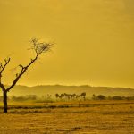 Réchauffement climatique : les conséquences sur l’agriculture