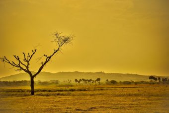 Réchauffement climatique : les conséquences sur l’agriculture